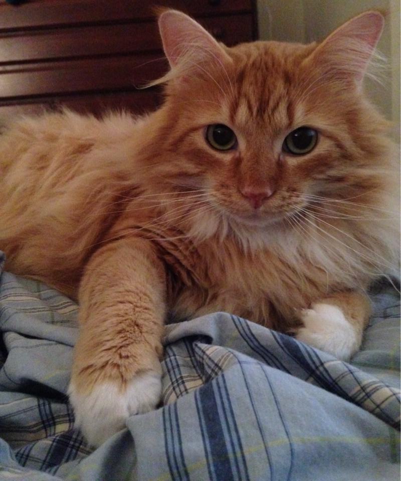 Punkin's Mealtime Experience