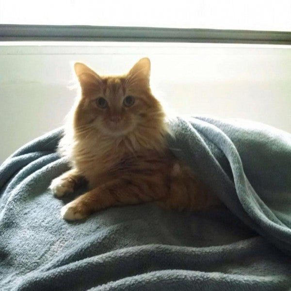 Introducing Punkin