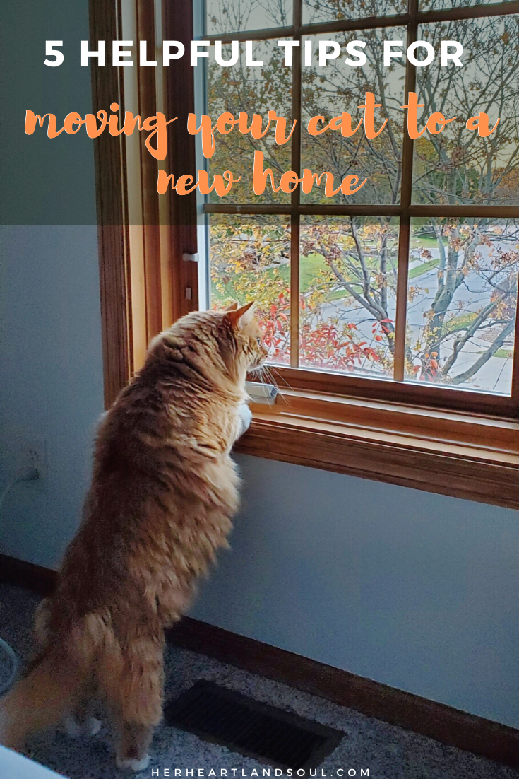 Moving with cats: 5 easy ways to keep them happy (and you from going insane)