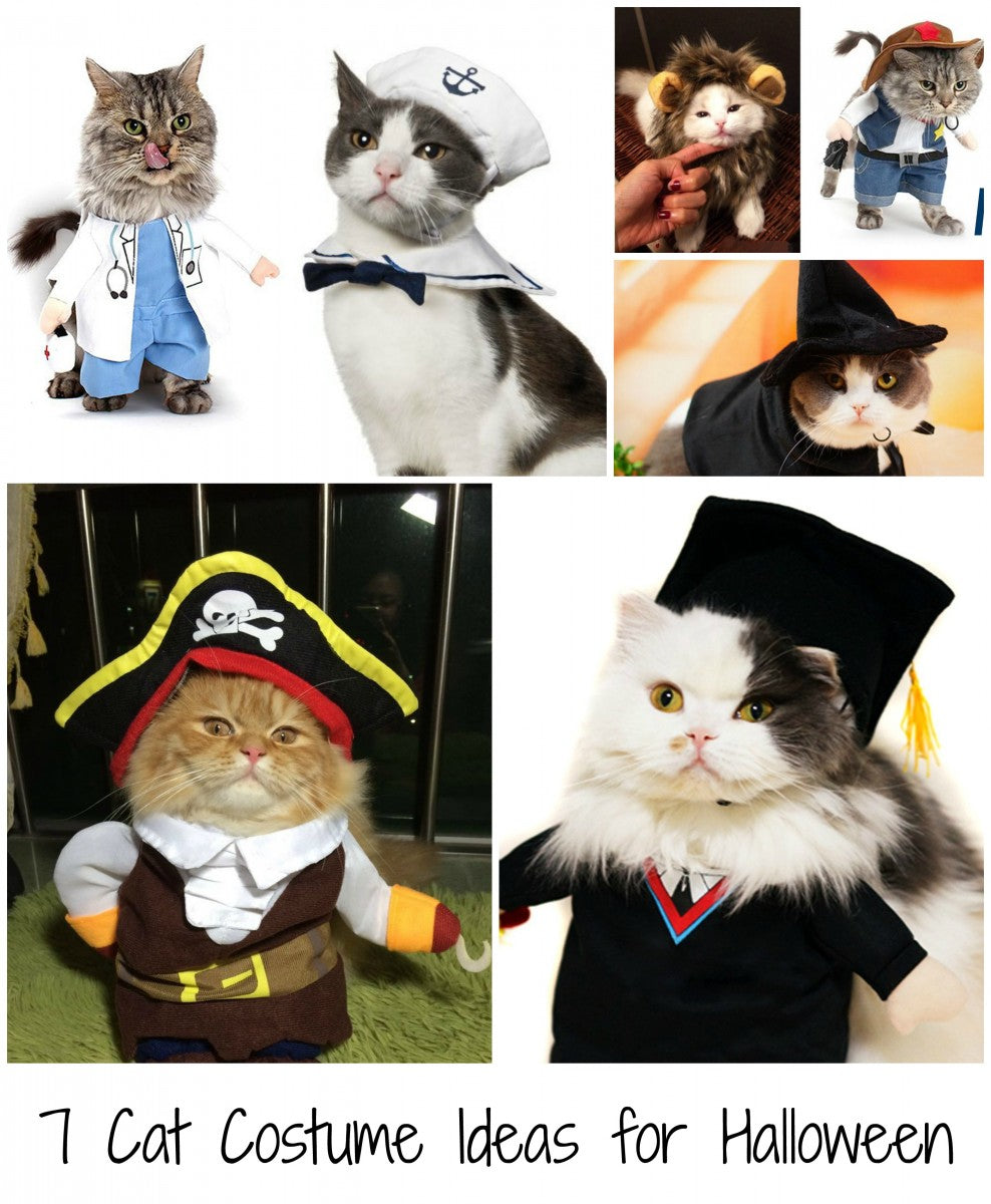 7 Cat Costume Ideas for Halloween
