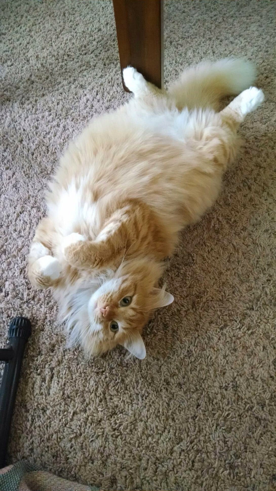 Yoga Kitty