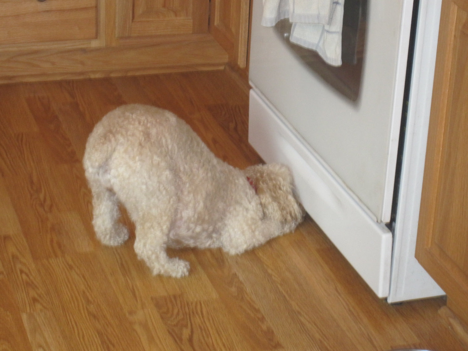A Lesson In Puppy Persistence