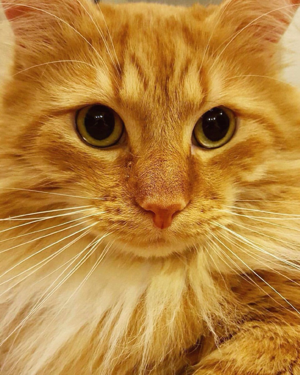 Science Proves Cats are Purrfect