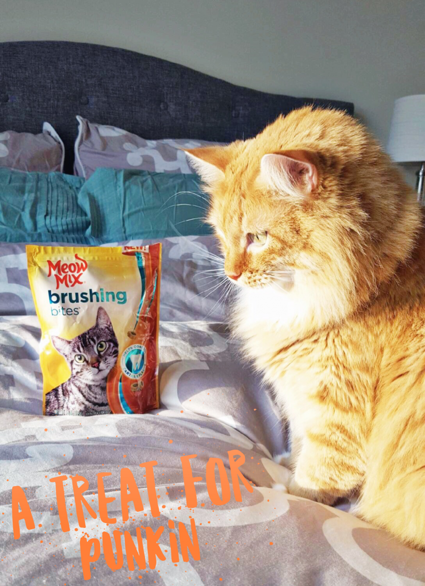 A Treat for Punkin