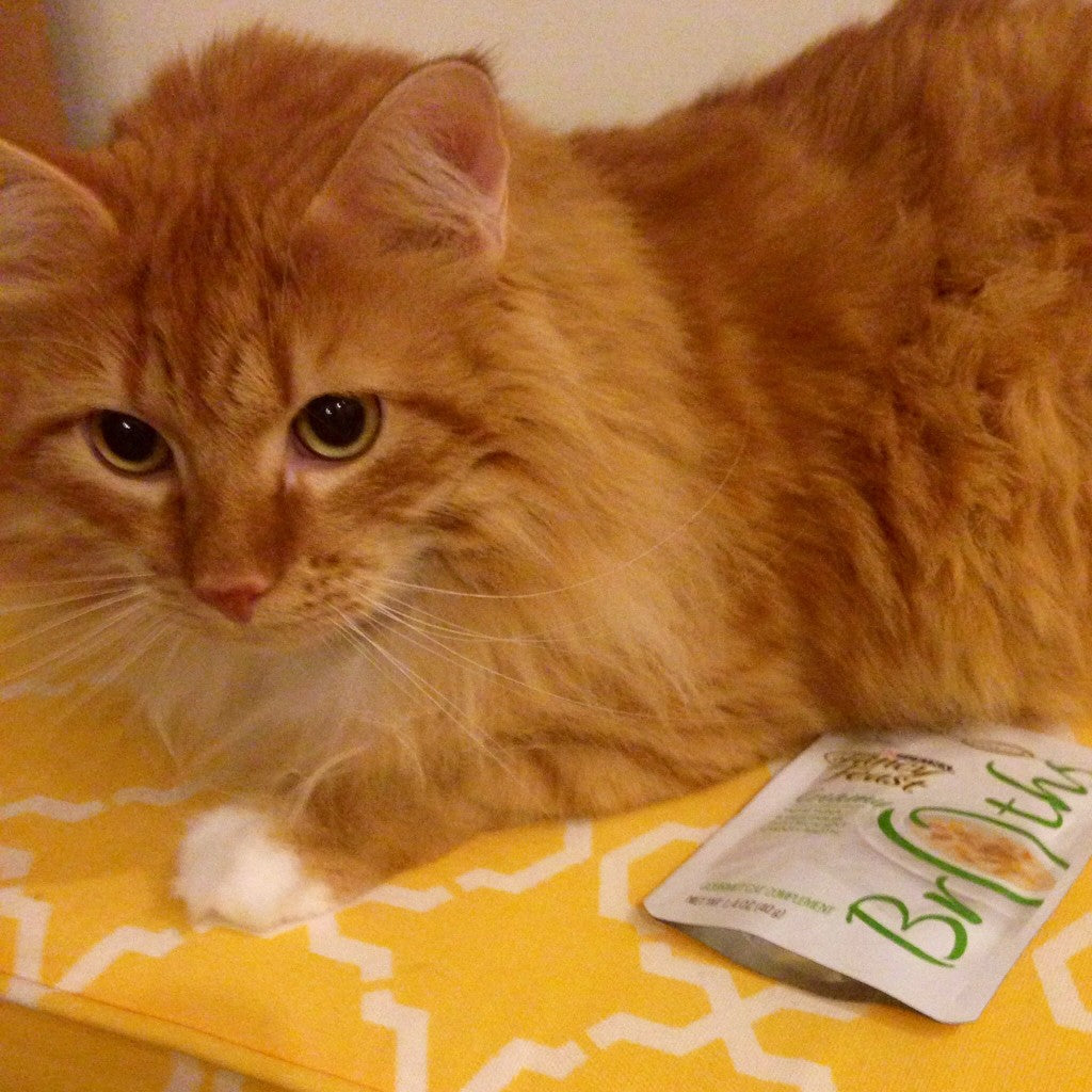 Feeding Punkin Purina Fancy Feast® Broths