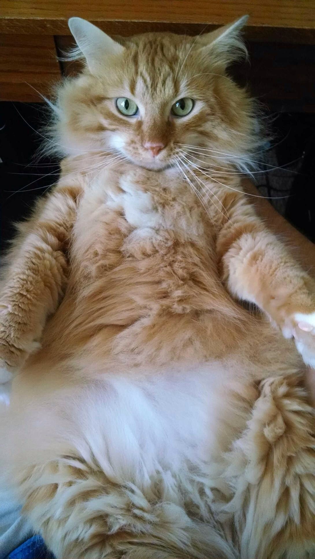 Buddha Kitty