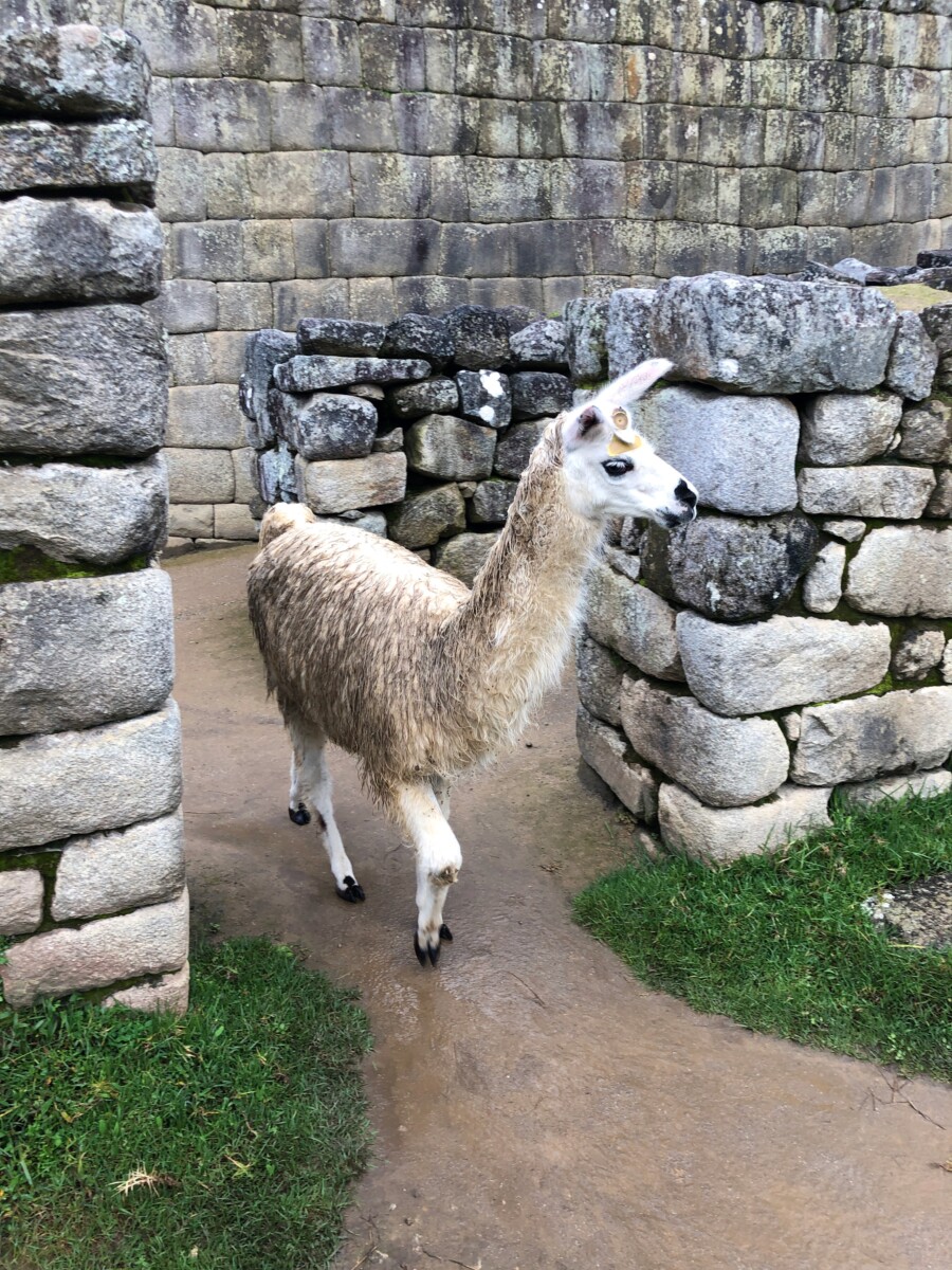 Llamas in Machu Picchu Her Heartland Soul