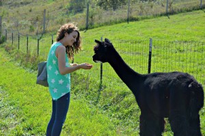 Hannah Feeding Alpacas Her Heartland Soul Erin Fairchild
