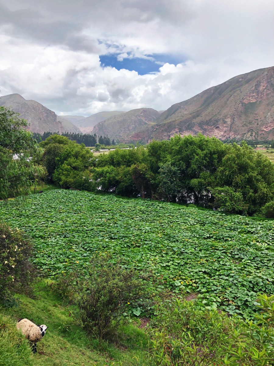 Views aboard PeruRail Sacred Valley Train to Machu Picchu