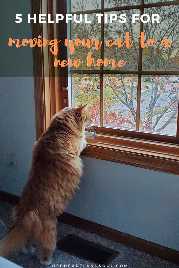 6 hehlpful tips for moving your cat to a new home - Her Hearltand Soul
