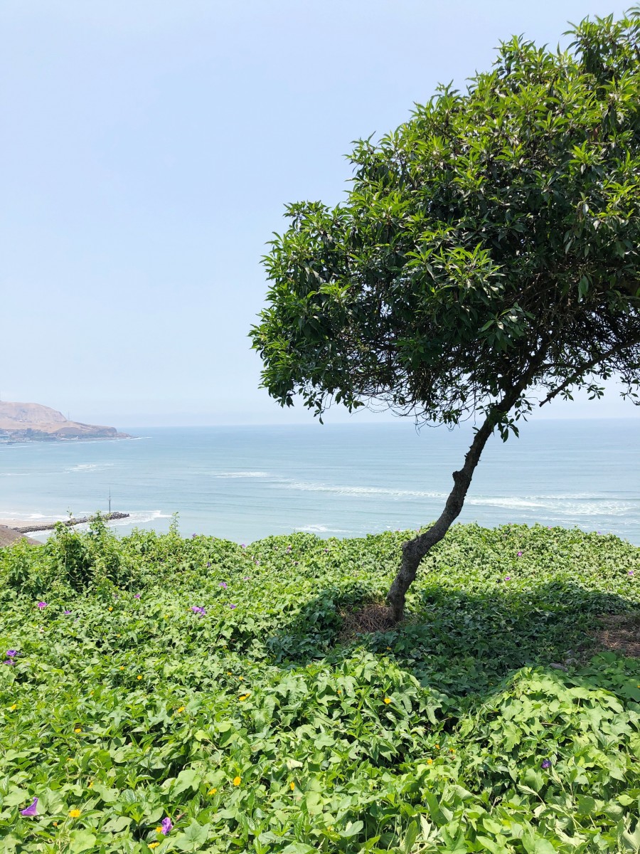 Miraflores Lima Peru Beach Ocean Coast - Her Heartland Soul