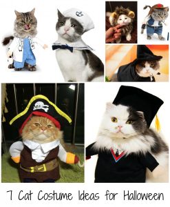 7 cat costume ideas for halloween her heartland soul