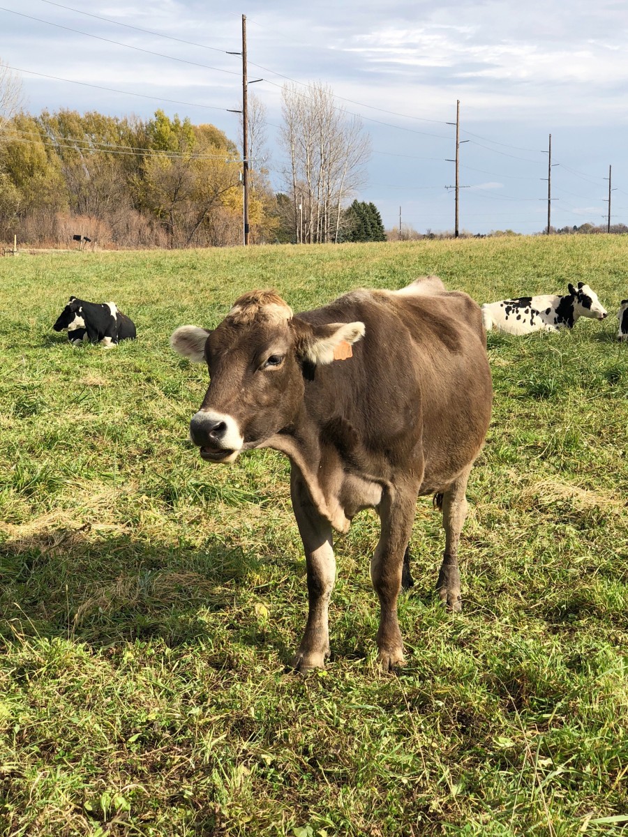 Organic Dairy Cow Minnesota - Her Heartland Soul