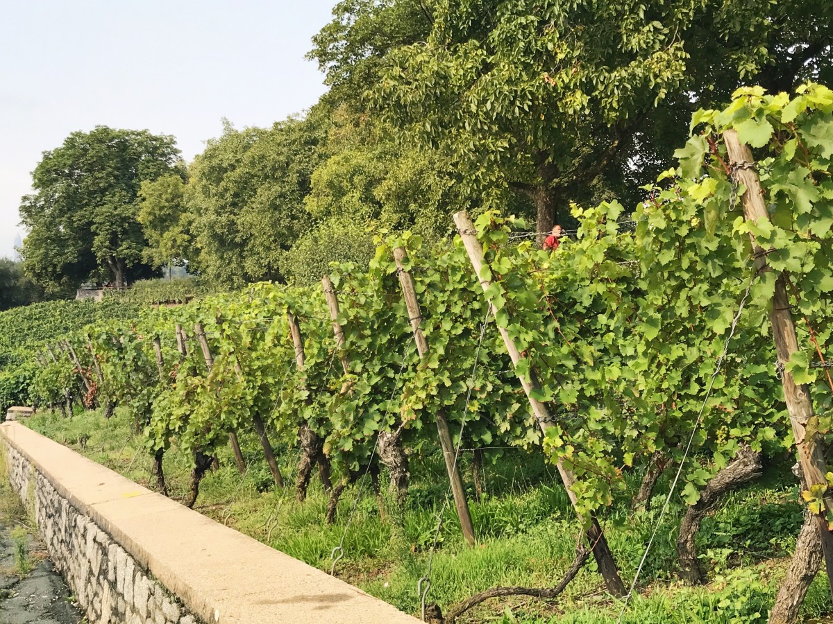 Lohrberg Apple Wine Area - Frankfurt Germany - Her Heartland Soul