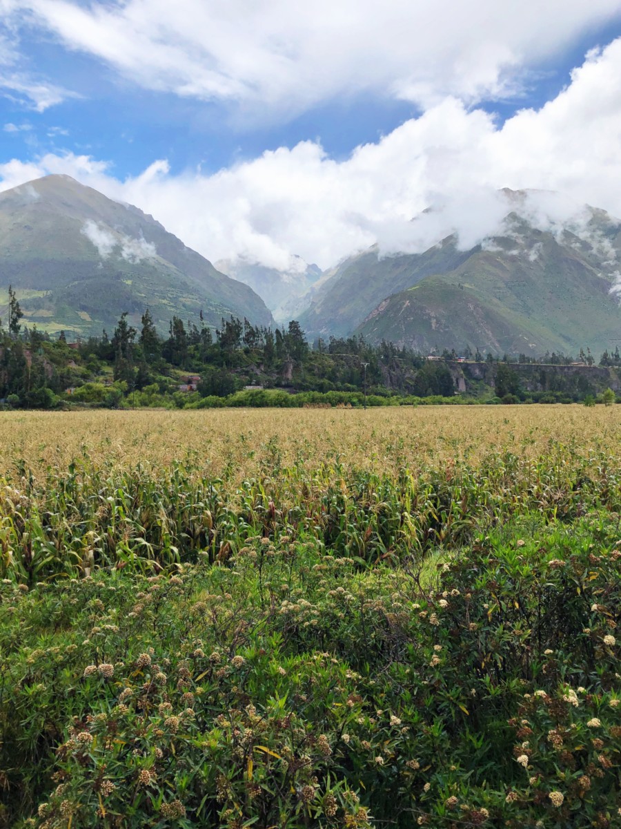 Views aboard PeruRail Sacred Valley Train to Machu Picchu