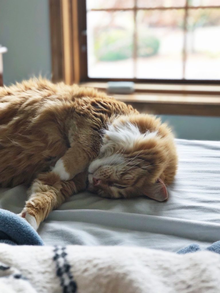 Punkin sleeping on the bed - Her Heartland Soul