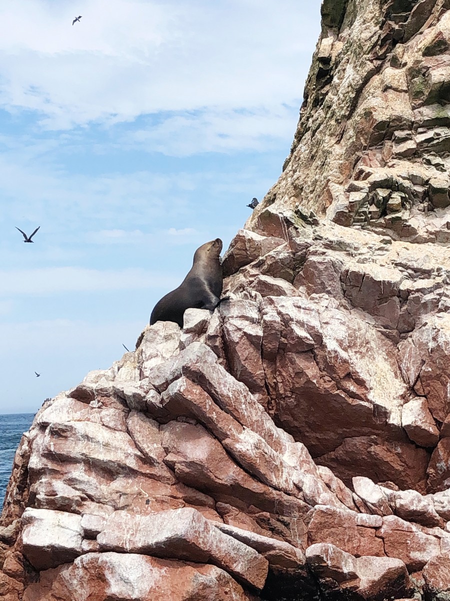 Ballestas Islands Paracas - Peru - Her Heartland Soul