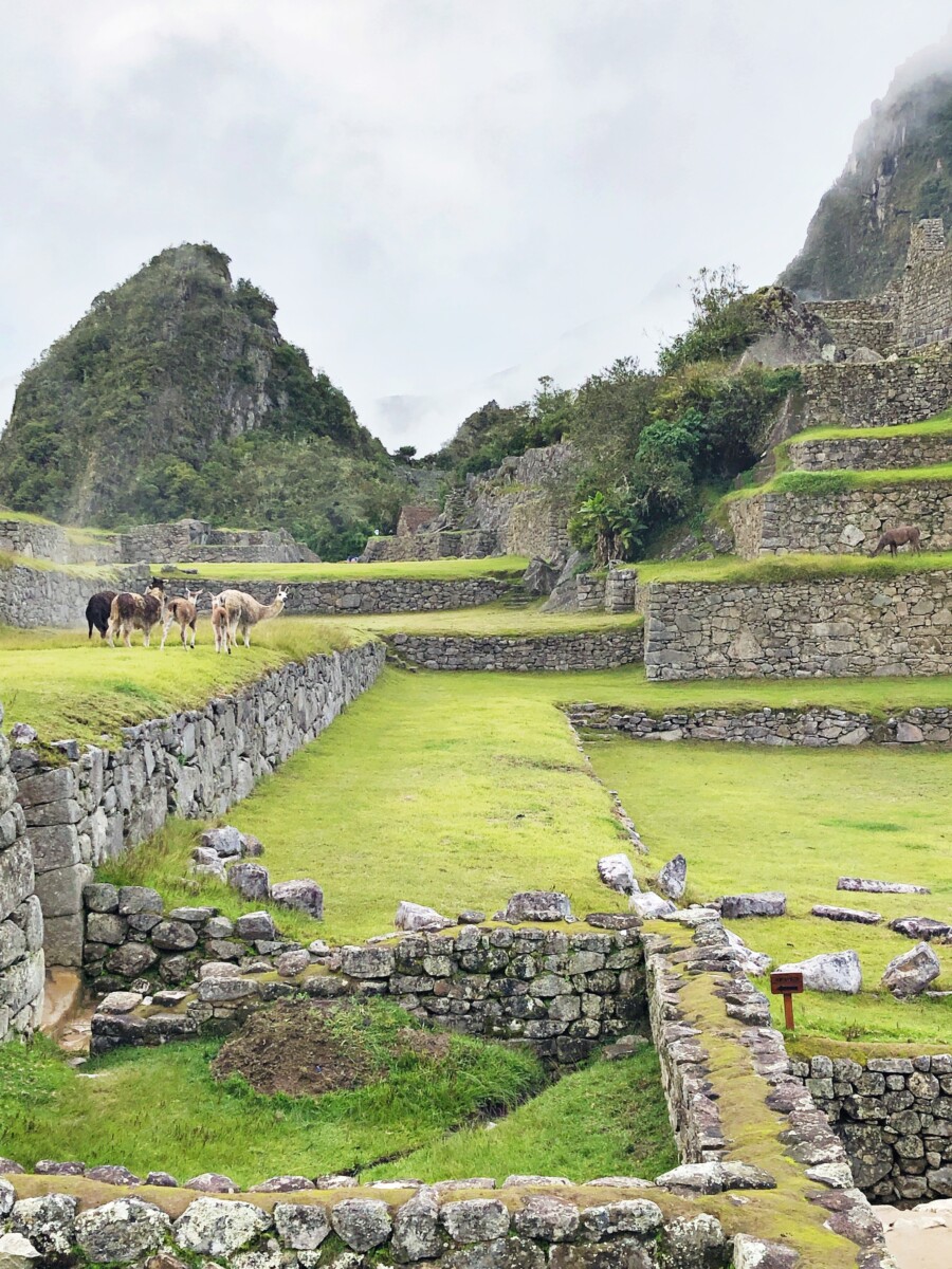 Llamas in Machu Picchu Her Heartland Soul