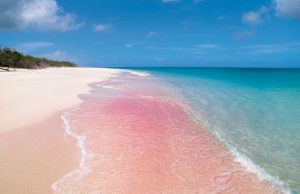 barbuda beach pink sand her heartland soul
