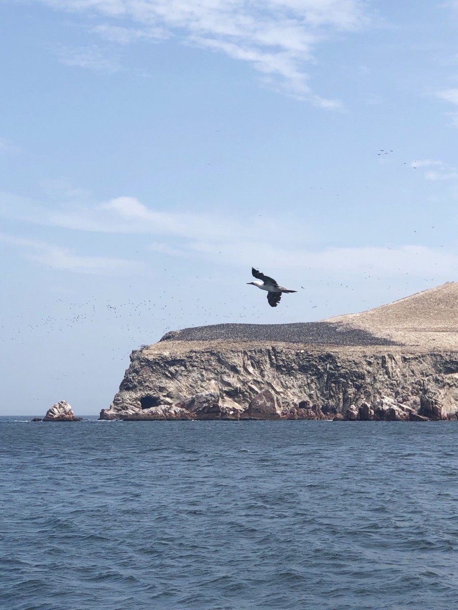 Ballestas Islands Paracas - Peru - Her Heartland Soul
