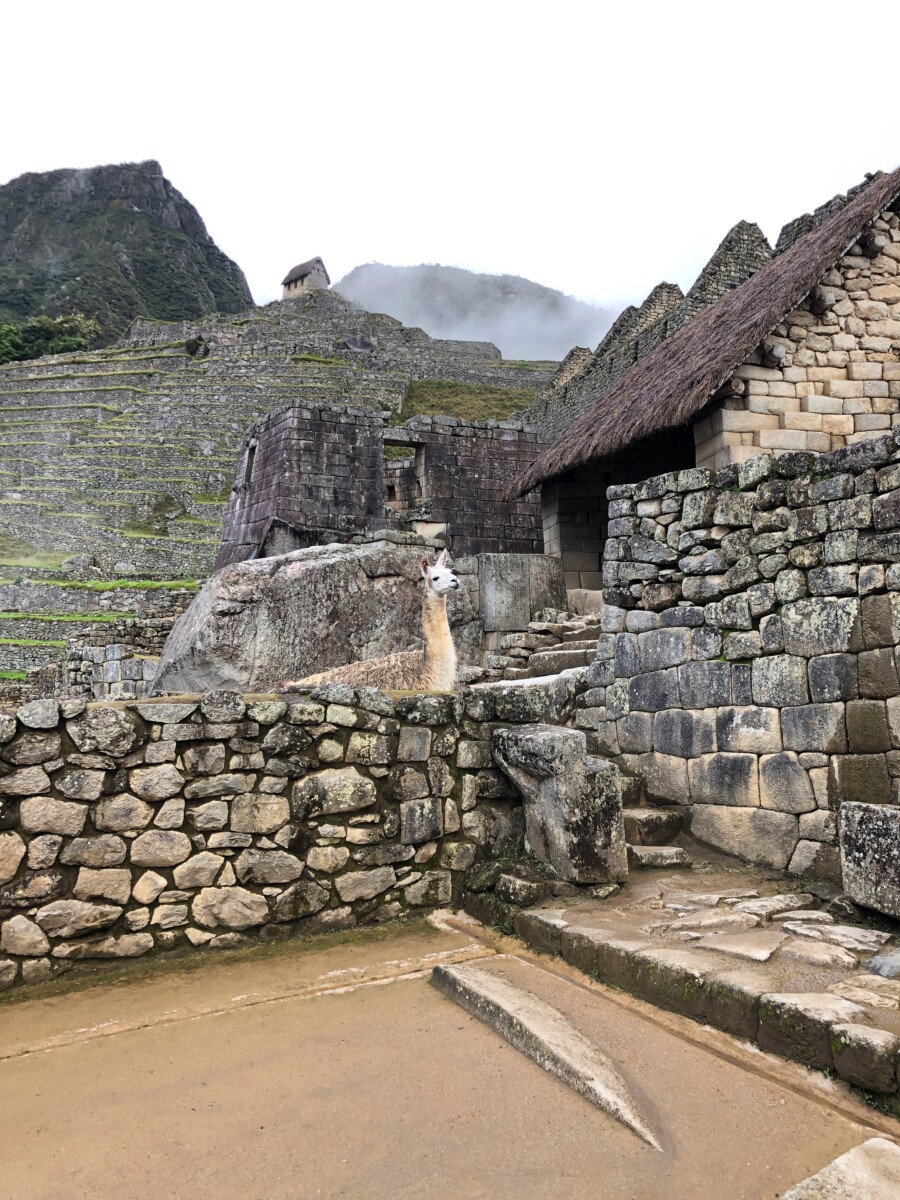 Llamas in Machu Picchu Her Heartland Soul