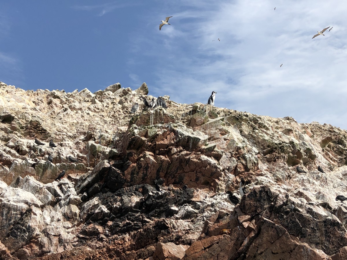 Ballestas Islands Paracas - Peru - Her Heartland Soul