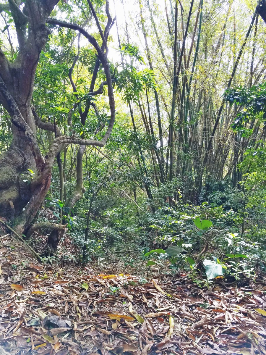 Horseback Riding St. Kitts Her Heartland Soul