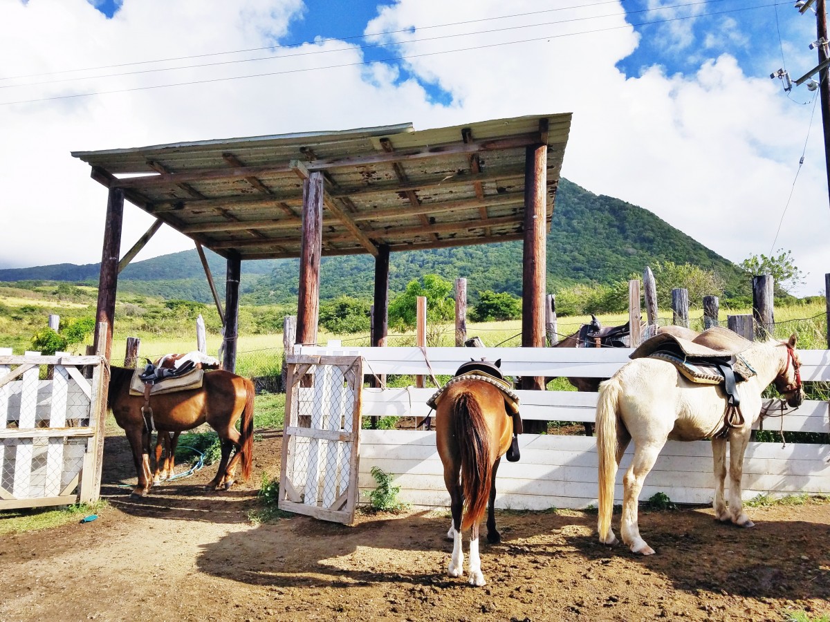 Horseback Riding St. Kitts Her Heartland Soul