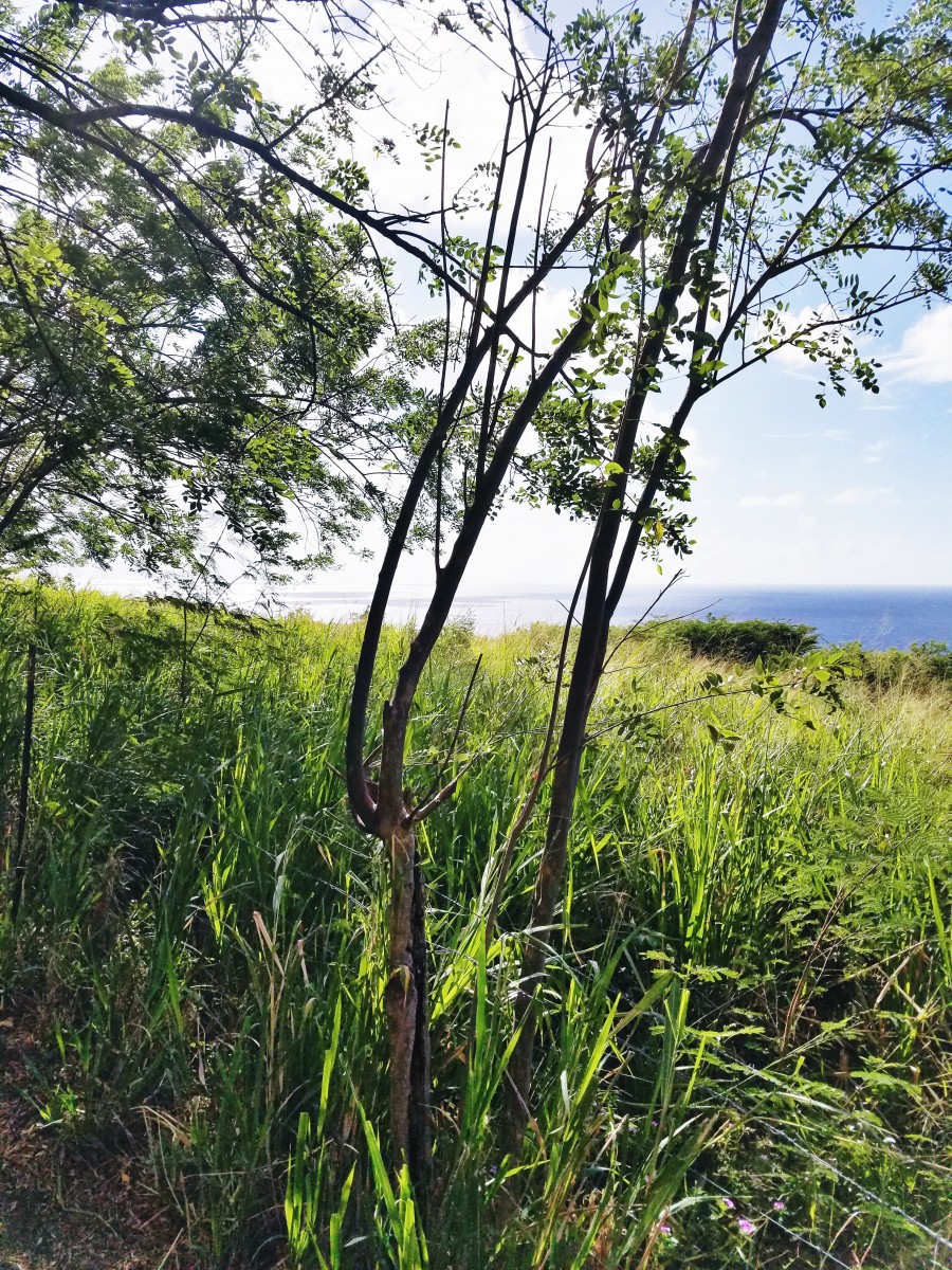 Horseback Riding St. Kitts Her Heartland Soul