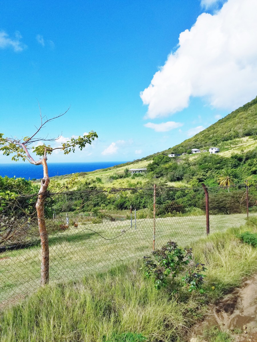 Horseback Riding St. Kitts Her Heartland Soul