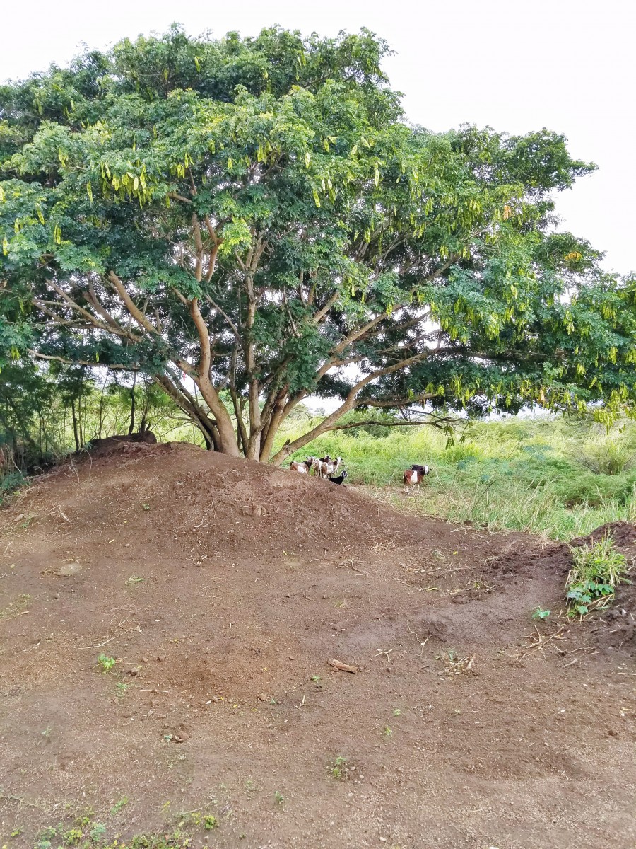 Horseback Riding St. Kitts Her Heartland Soul