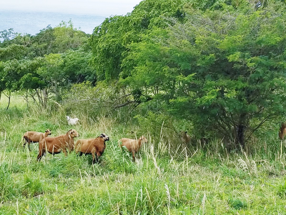 Horseback Riding St. Kitts Her Heartland Soul