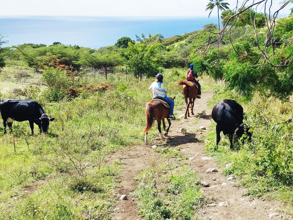 Horseback Riding St. Kitts Her Heartland Soul