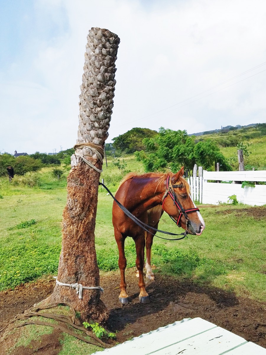 Horseback Riding St. Kitts Her Heartland Soul