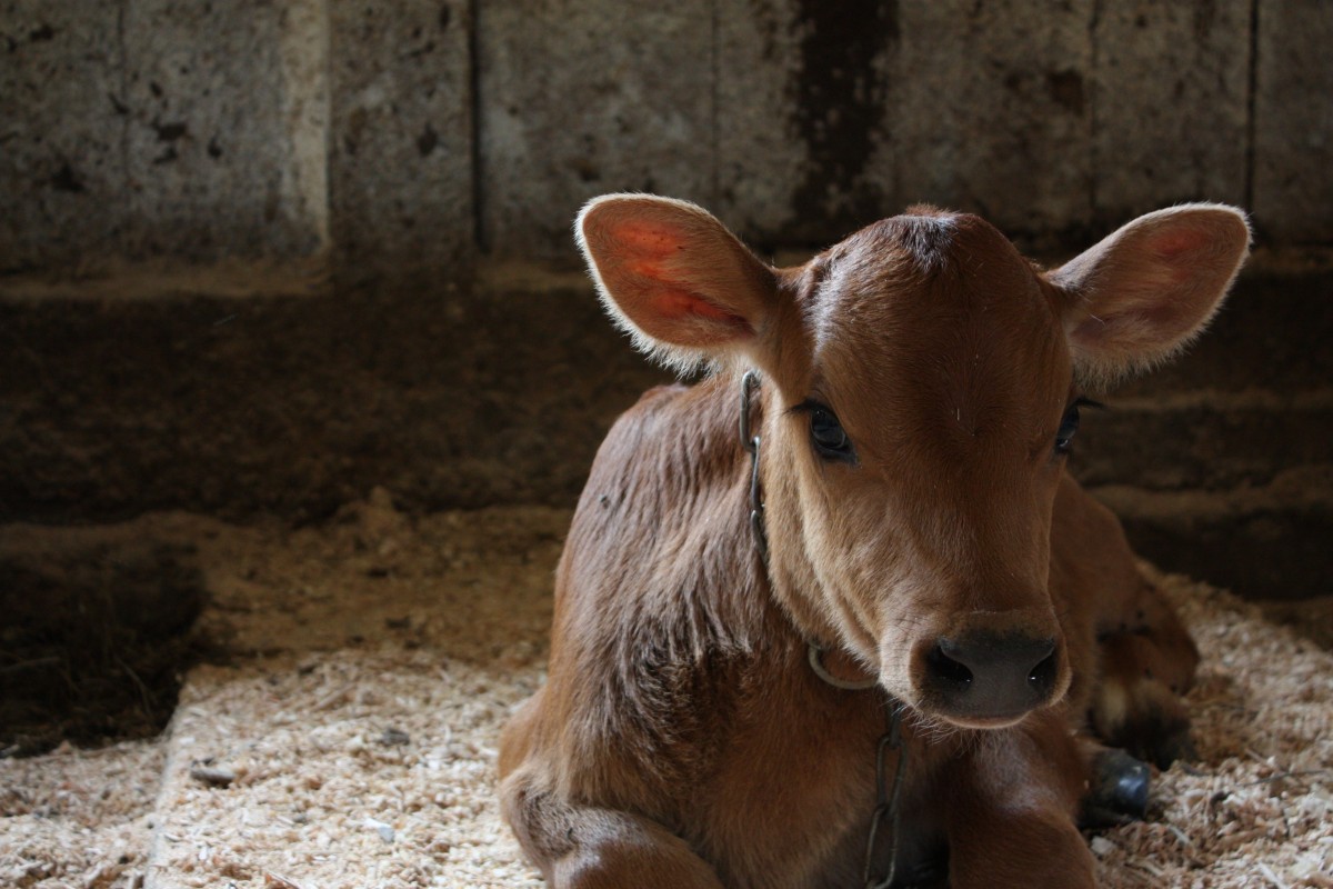 Organic Dairy Cows Stonyfield Yogurt Her Heartland Soul