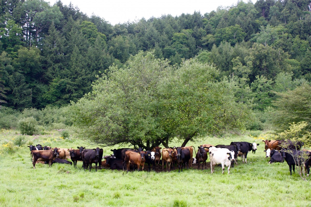 Organic Dairy Cows Stonyfield Yogurt Her Heartland Soul