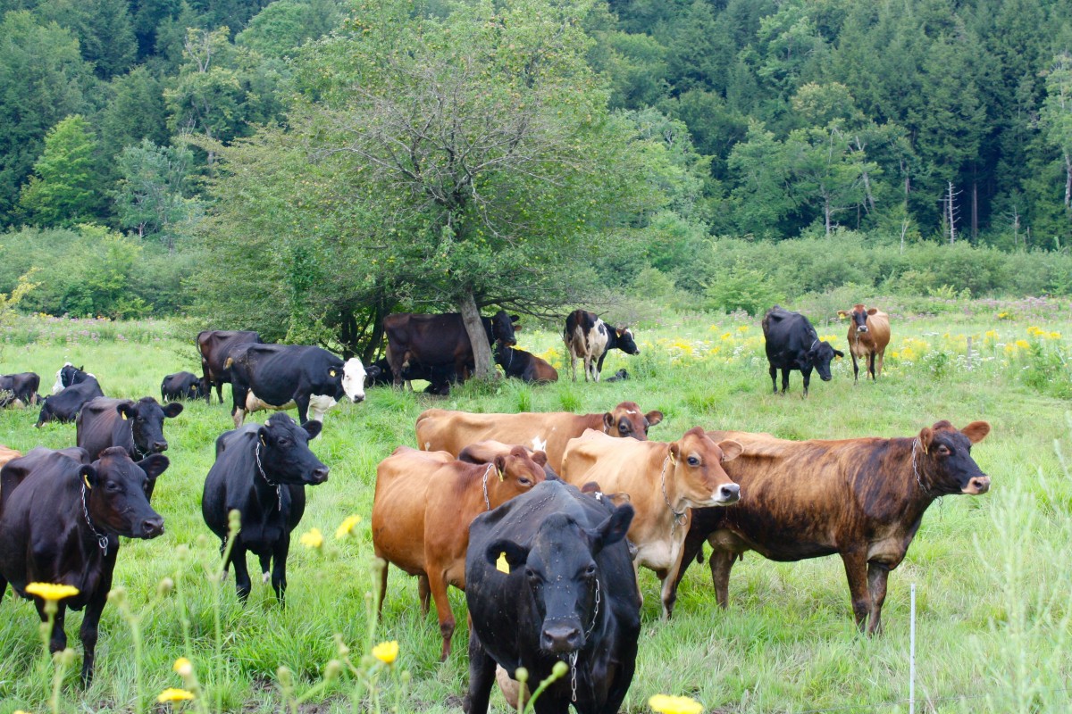 Organic Dairy Cows Stonyfield Yogurt Her Heartland Soul