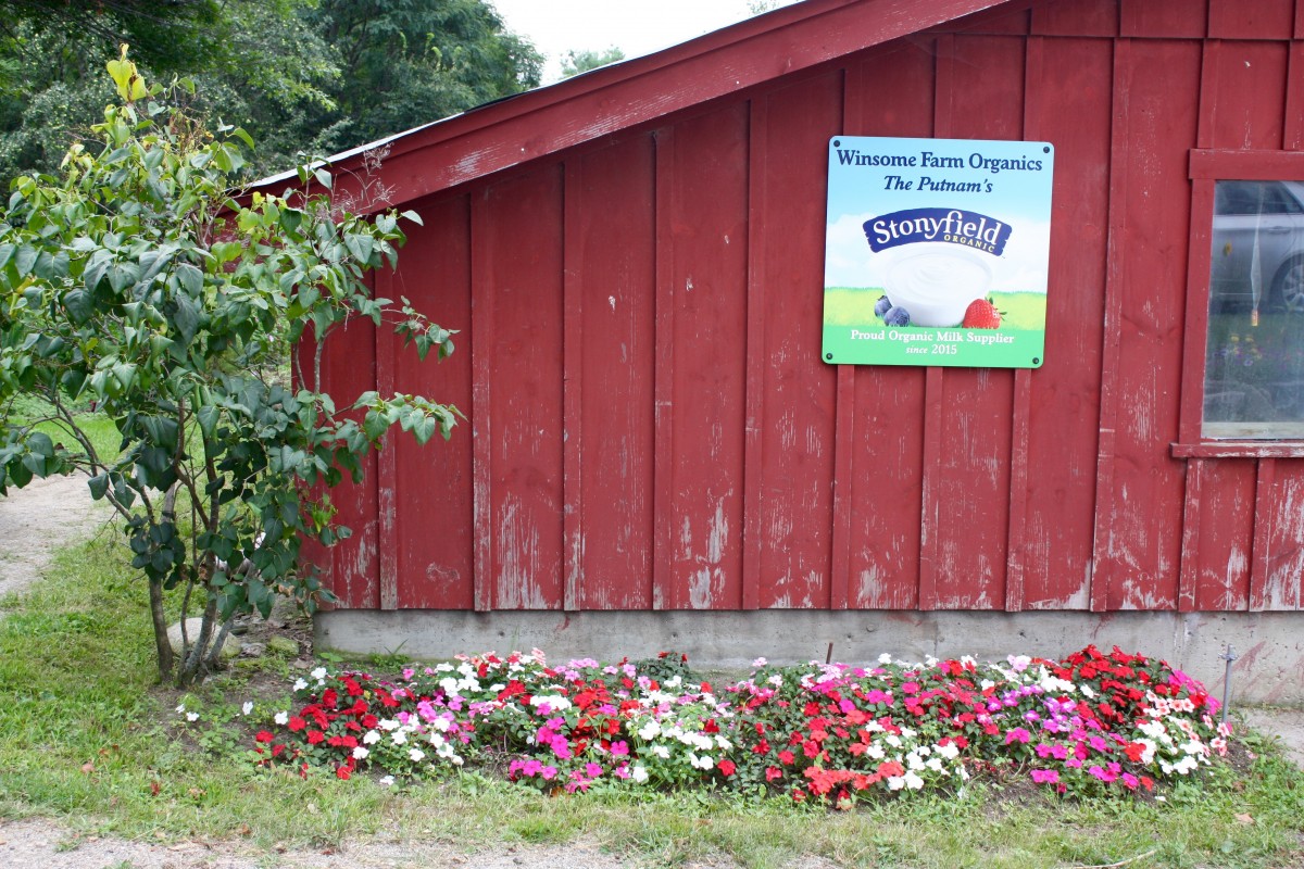 Organic Dairy Cows Stonyfield Yogurt Her Heartland Soul