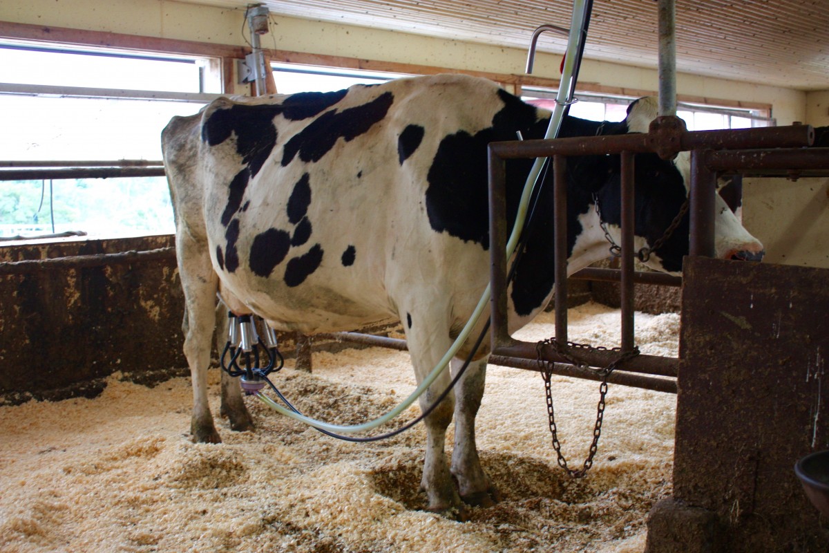 Organic Dairy Cows Stonyfield Yogurt Her Heartland Soul