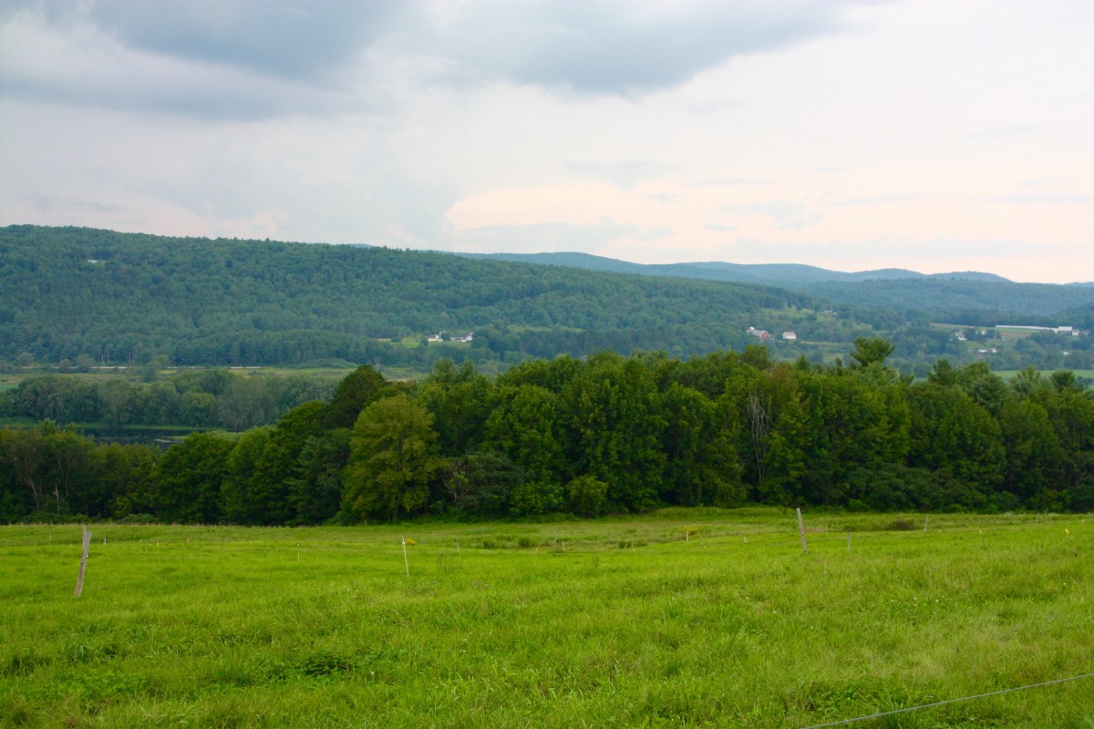 Organic Dairy Cows Stonyfield Yogurt Her Heartland Soul