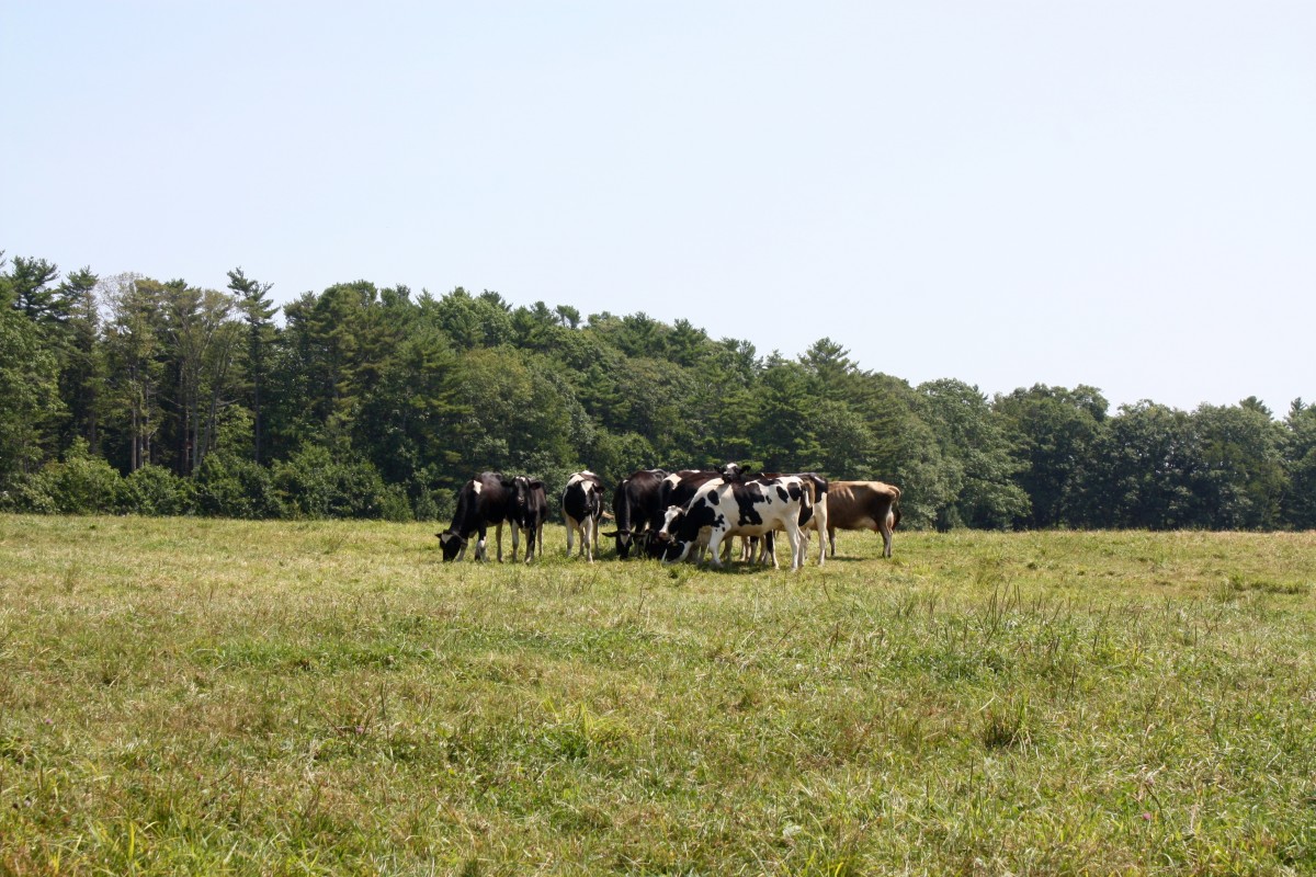 Organic Dairy Cows Stonyfield Yogurt Her Heartland Soul