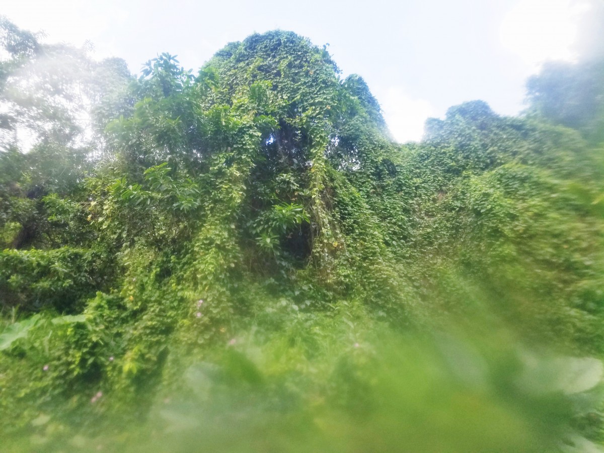 River Rafting in Dominica Her Heartland Soul