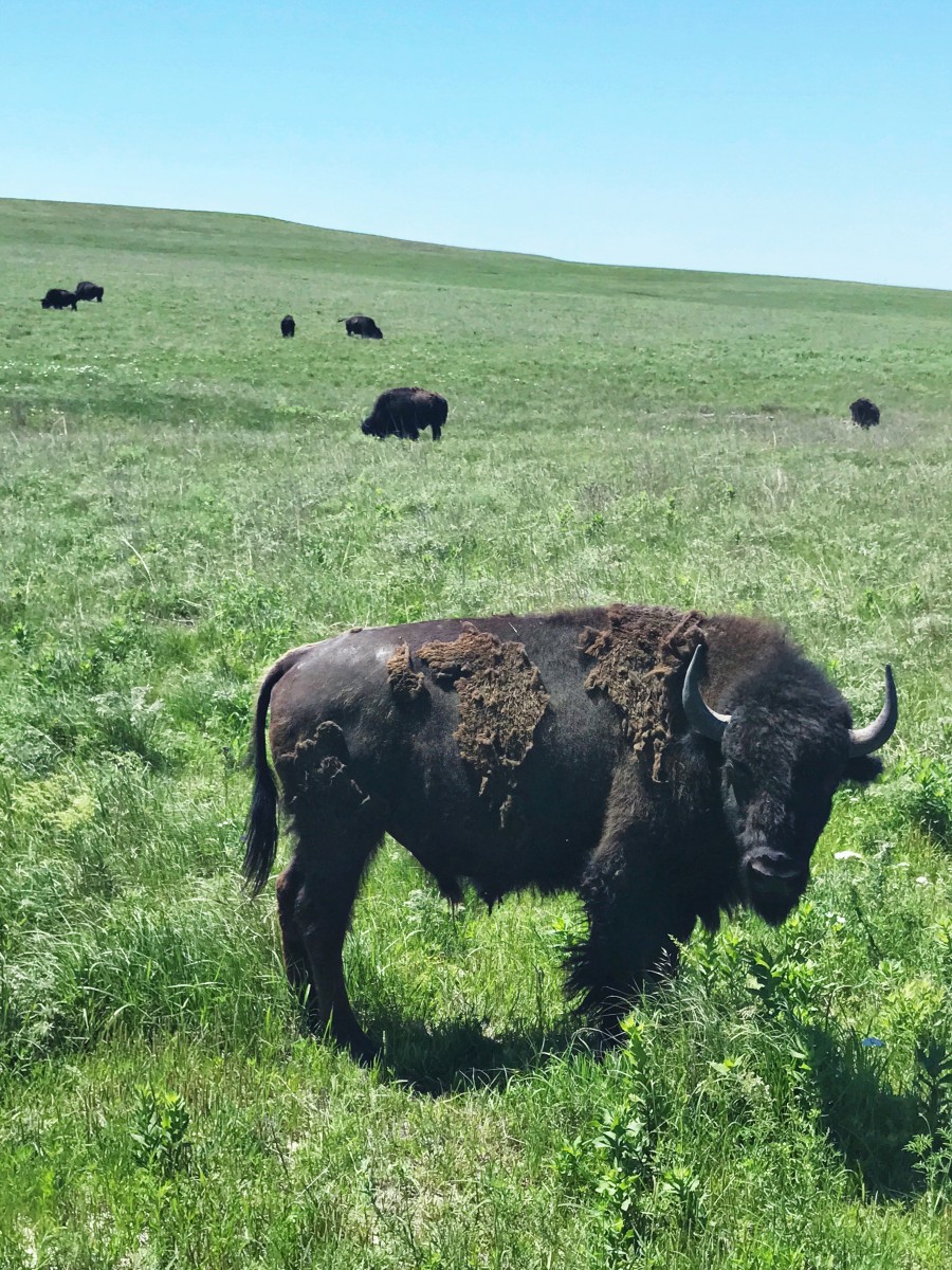 Tallgrass Prairie National Preserve Kansas Her Heartland Soul