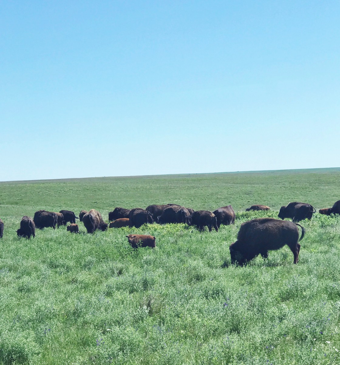 Tallgrass Prairie National Preserve Kansas Her Heartland Soul