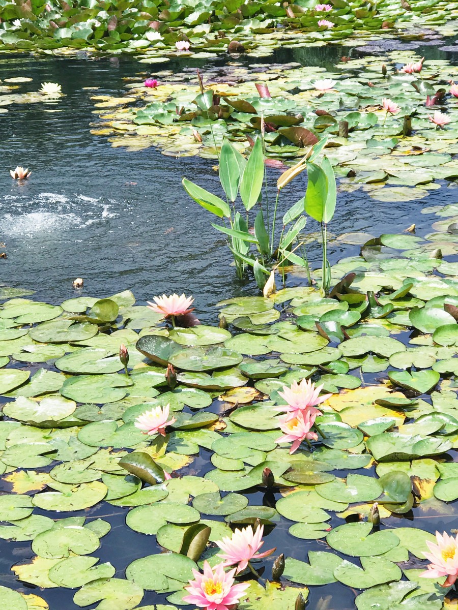 Sunken Gardens Lincoln Nebraska Her Heartland Soul