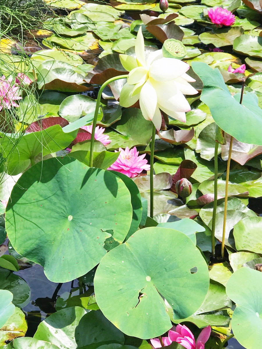 Sunken Gardens Lincoln Nebraska Her Heartland Soul