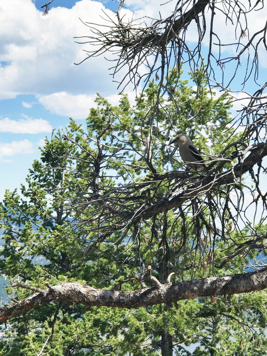 Estes Park Aerial Tramway Colorado Her Heartland Soul