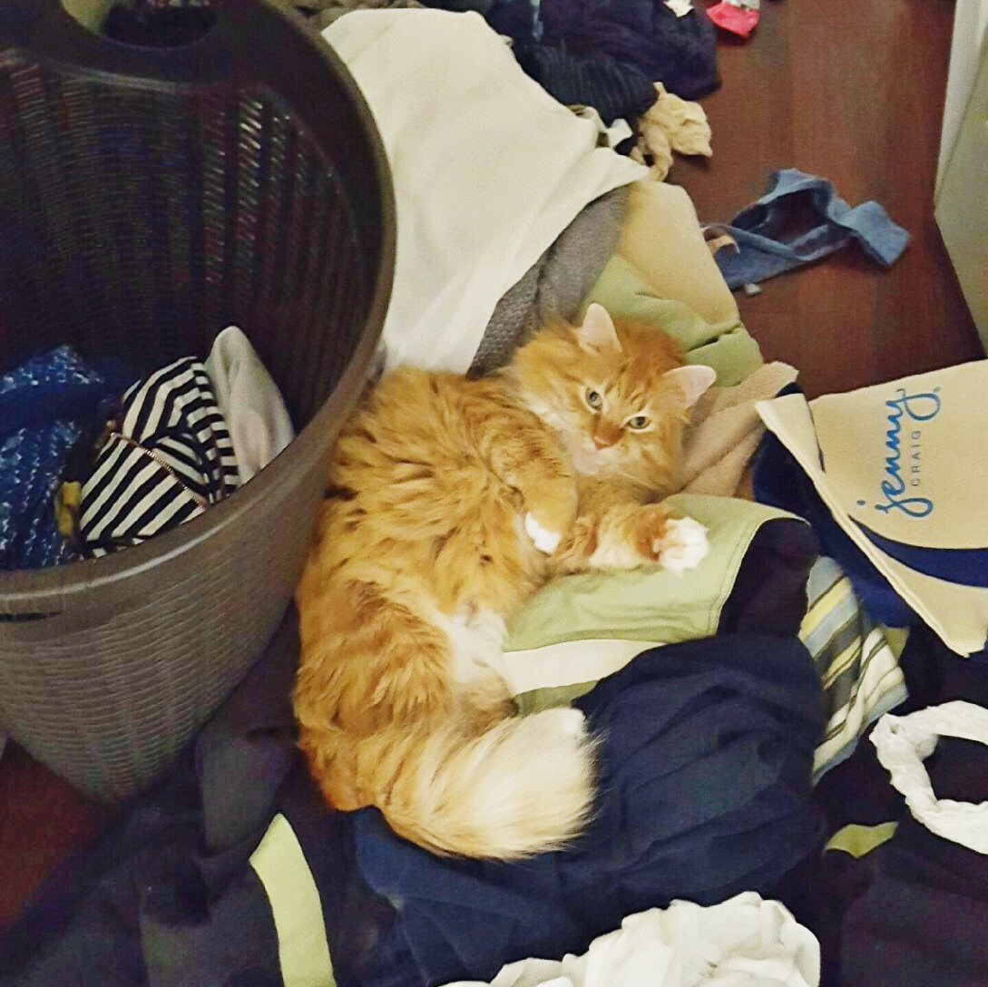 Punkin in the Laundry Her Heartland Soul
