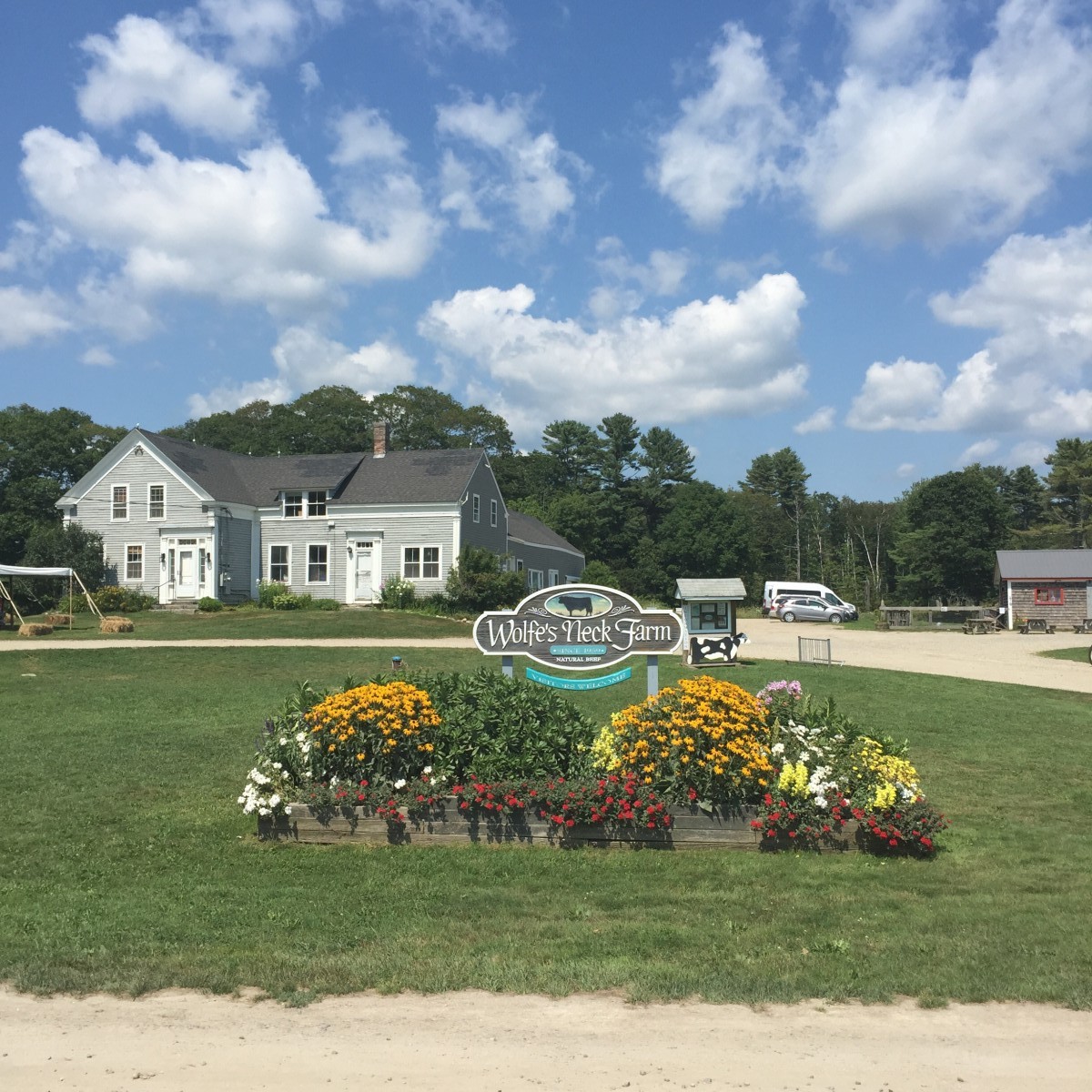 Organic Dairy Cows Stonyfield Yogurt Her Heartland Soul