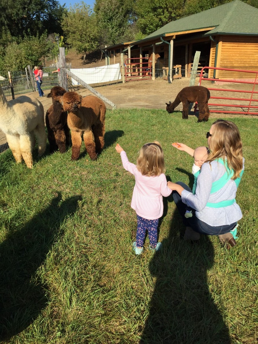 Alpacas of the Heartland Omaha Nebraska Her Heartland Soul